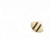 Cute bee